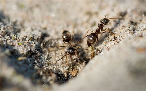 家中 突然出現很多 小 螞蟻 卡其色五行